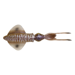 Savage Gear 3D Swim Squid 18 keinotekoista kalmaria